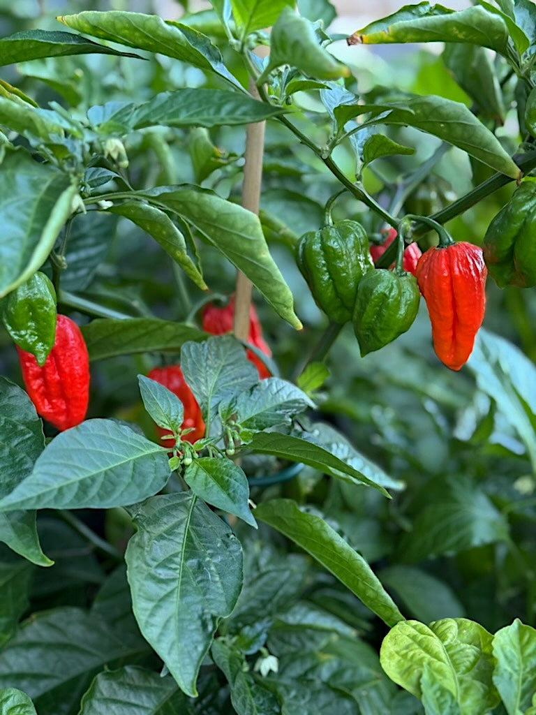 Rox Sauce Ghost Peppers in the Garden